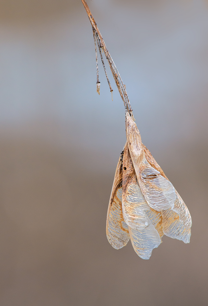 Winter Box Elder