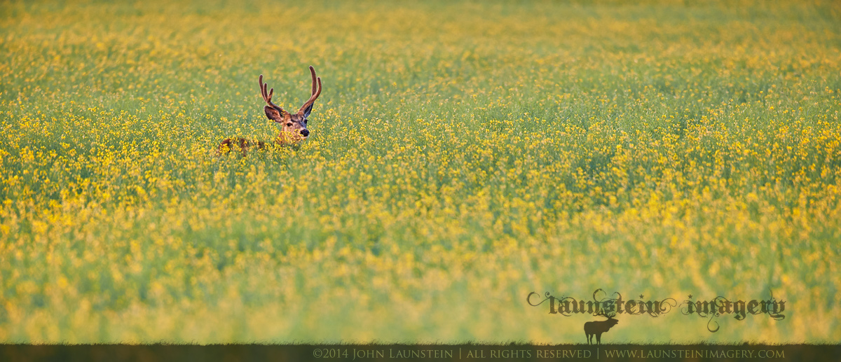 Muley Buck In Canola
