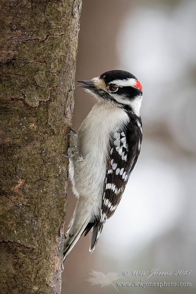 Downy Woodpecker +NR Dtl
