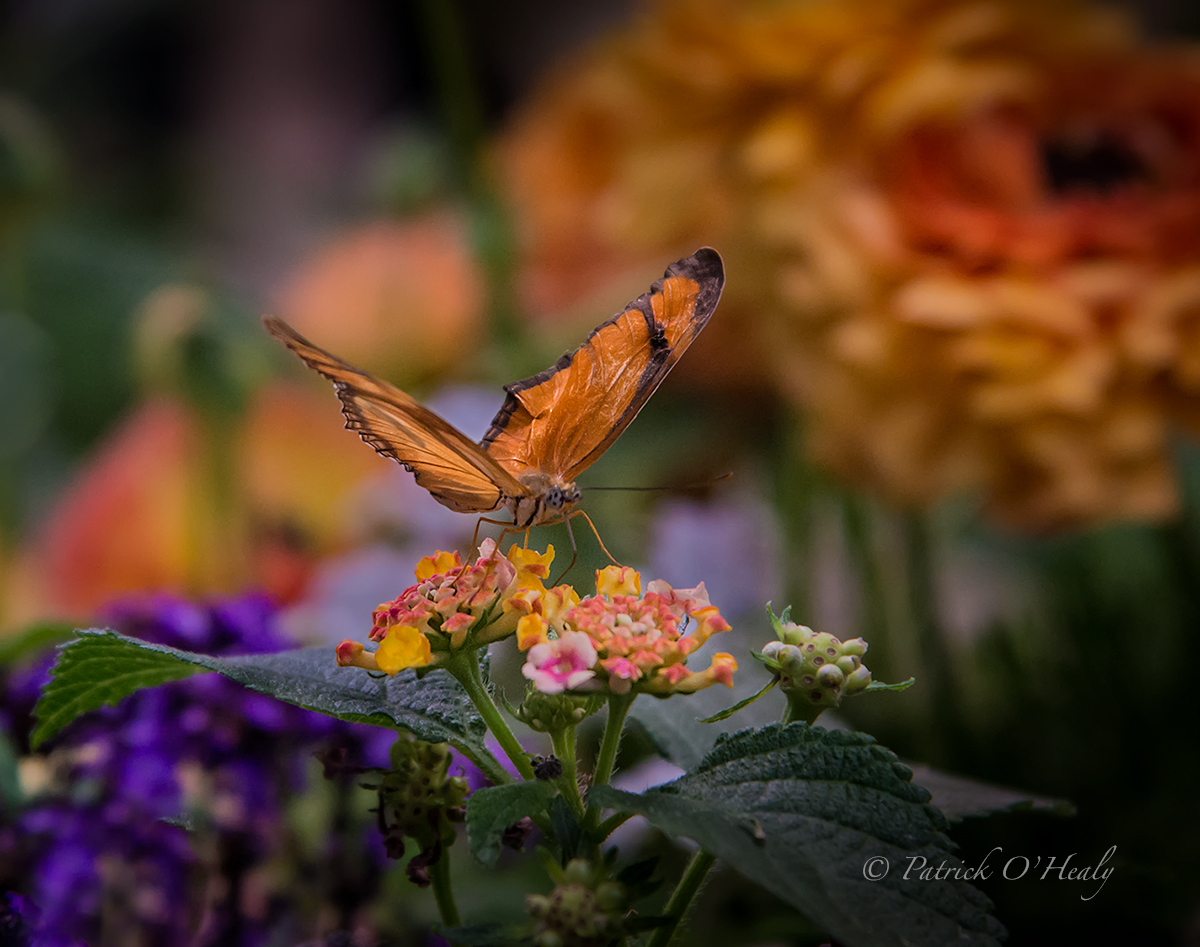 Butterfly Exhibit
