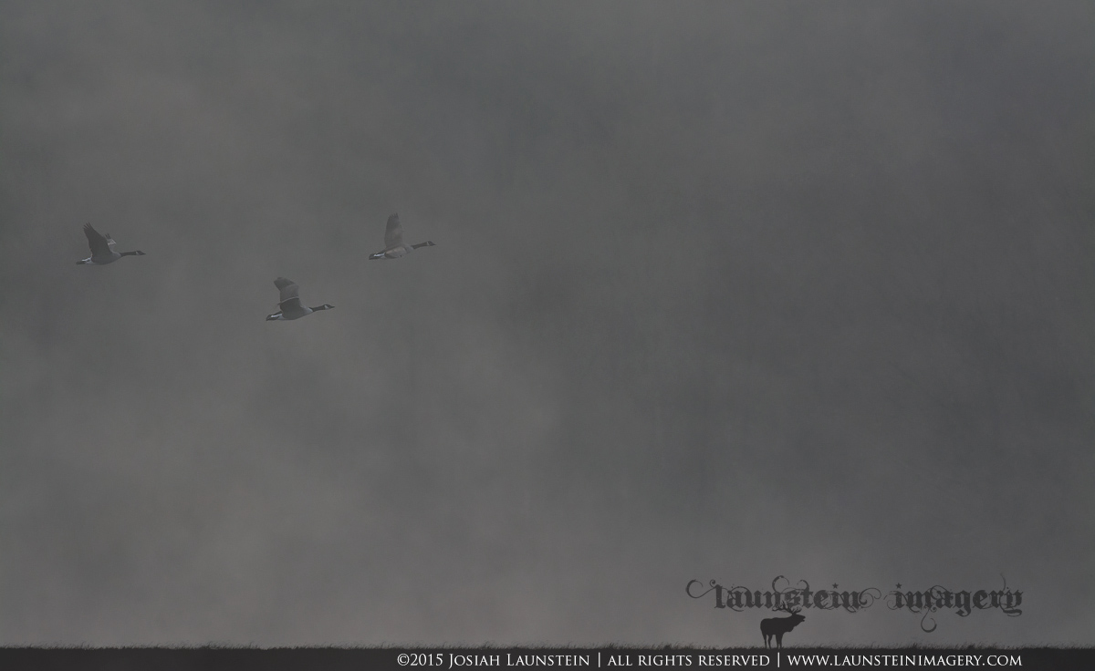 Through the Mist