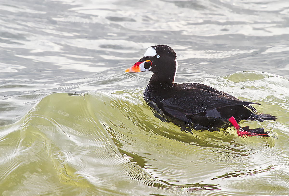 Surf Scoter