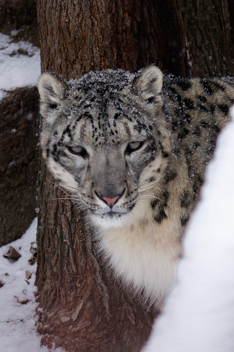 Snow leopard