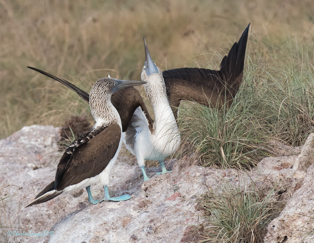 Displaying Boobies