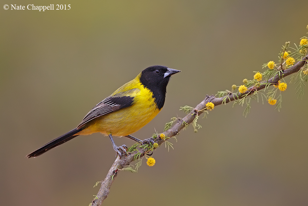 Audubon's Oriole 