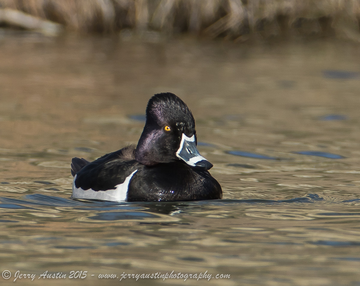 Ring-Necked Drake