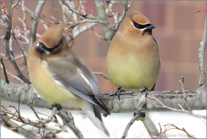 Pair of Waxwings