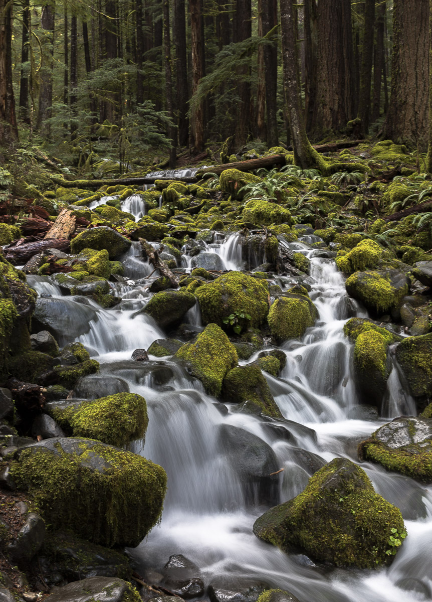 Forest brook cascade