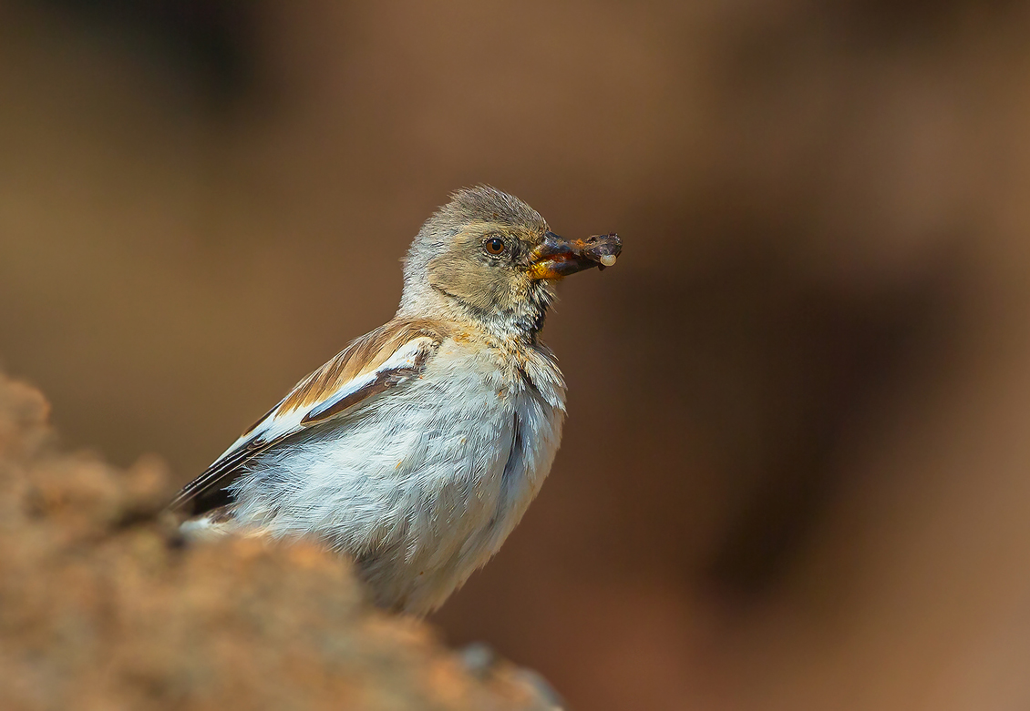 Snow finch
