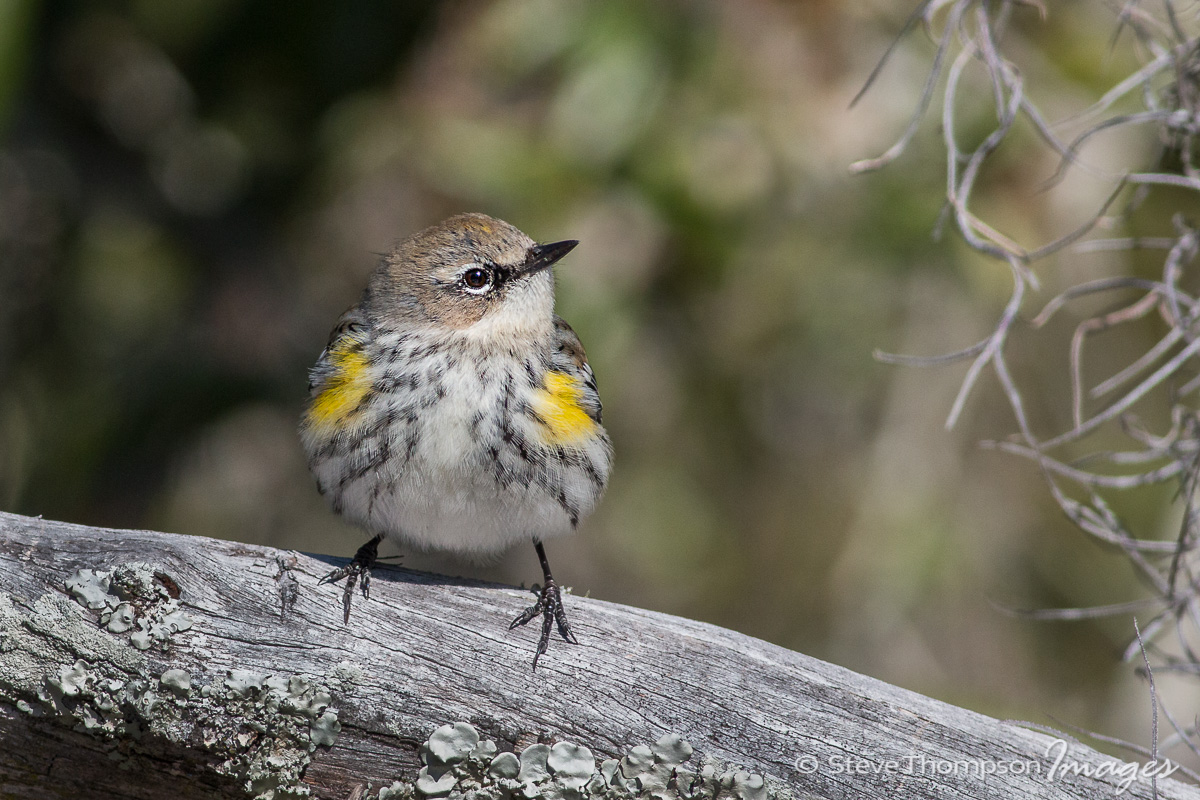 Yellow-rumped Warbler