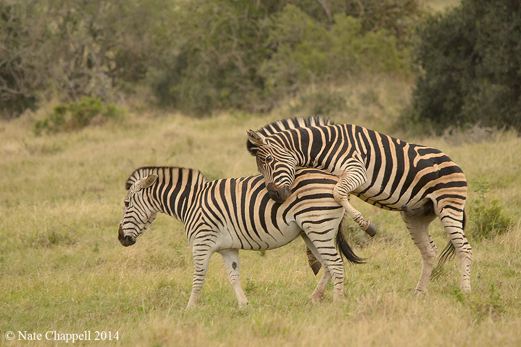 Frisky Burchell's Zebras 