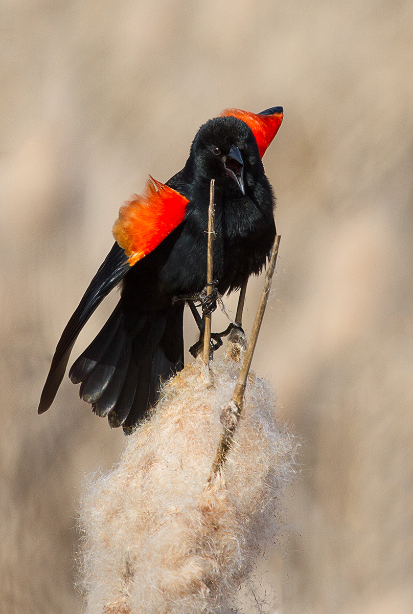 Red-winged Blackbird