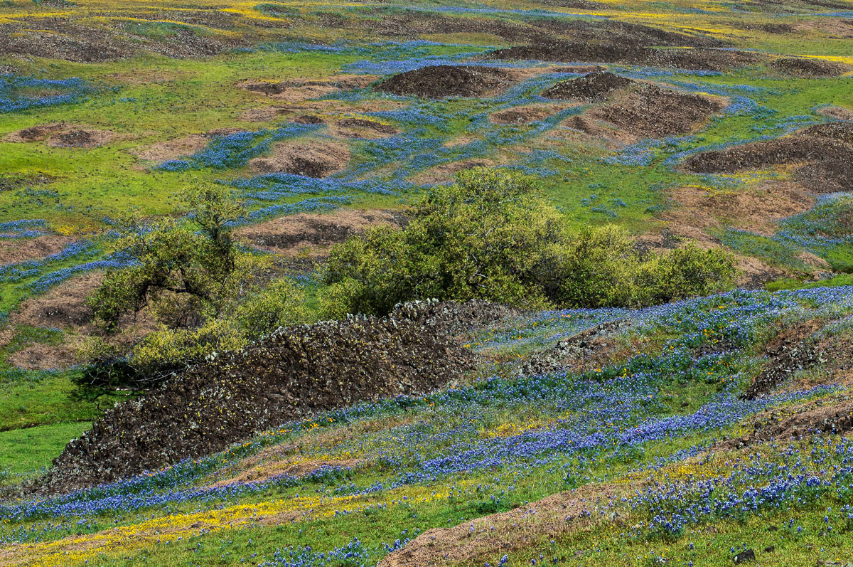North Sierra Blooms