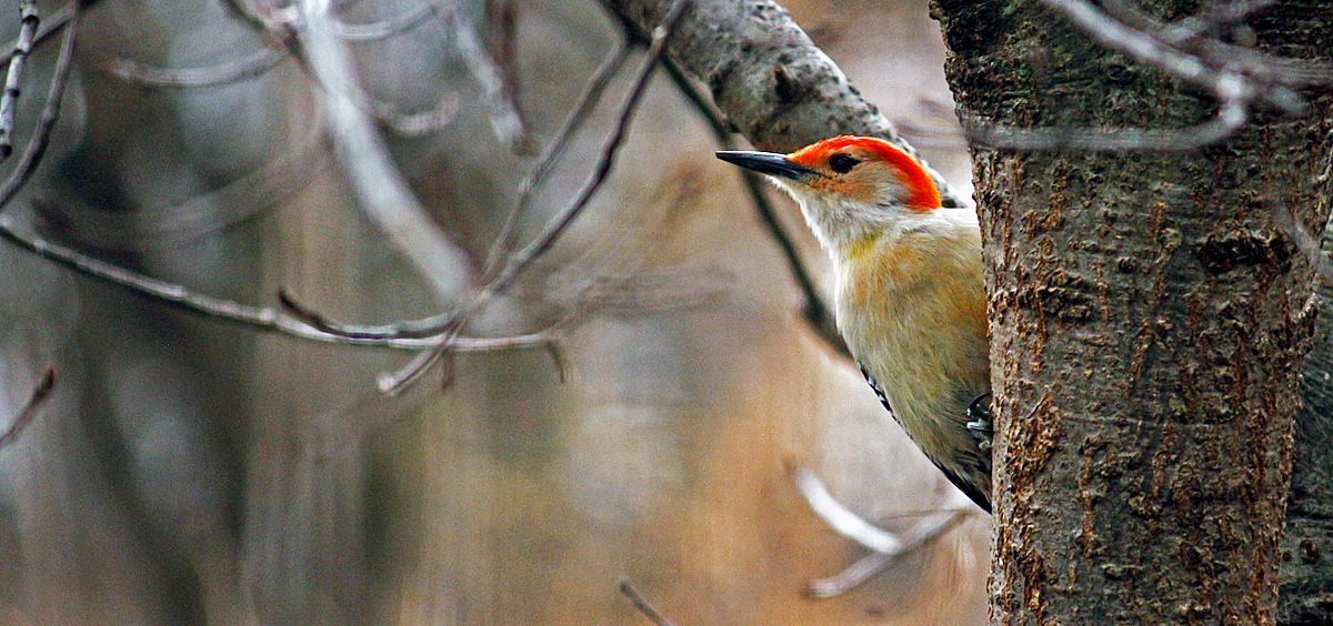Red bellied woodpecker
