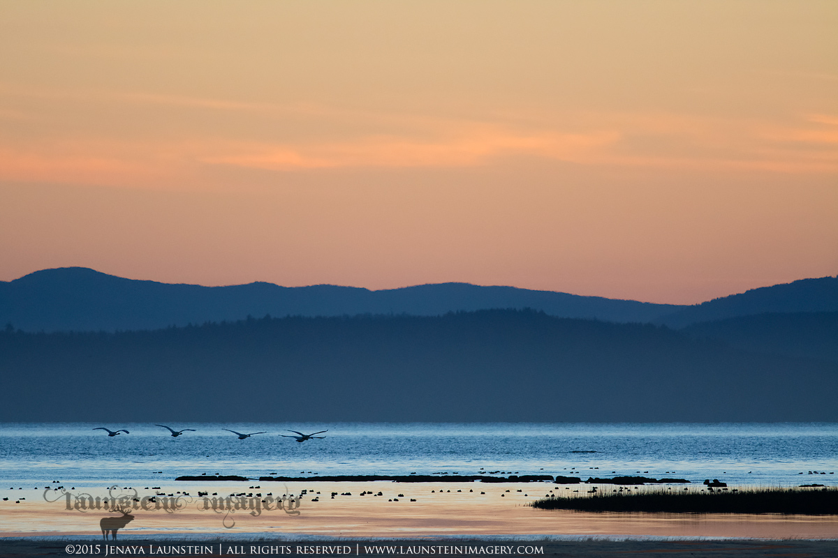 Swan Sunset
