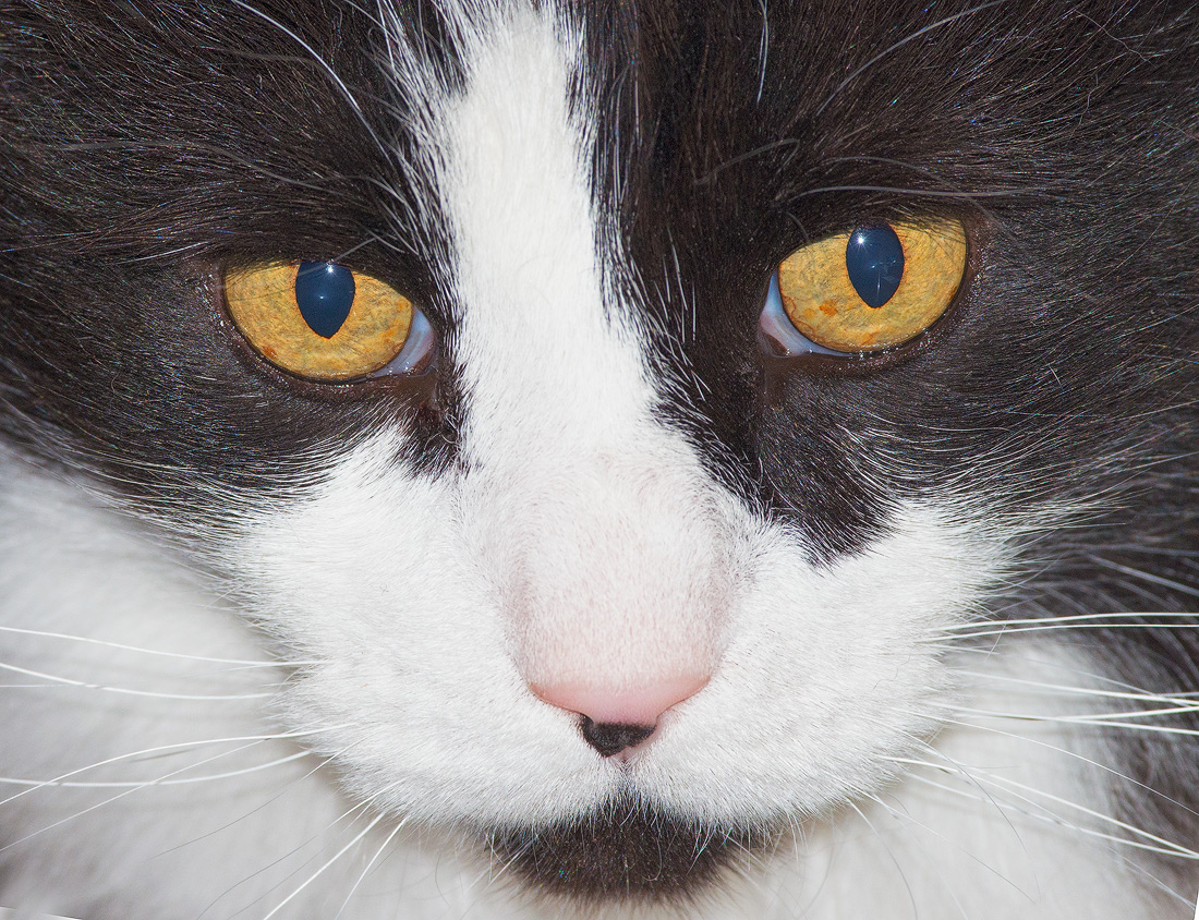 Tom Up-Close