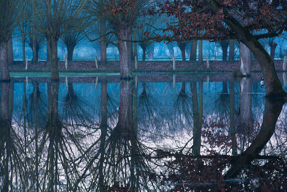 Flanders Pools