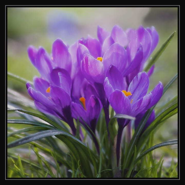 In the Purple