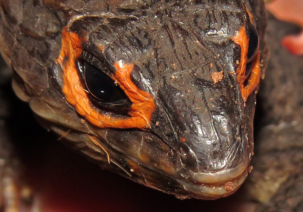 Little dragon eyes