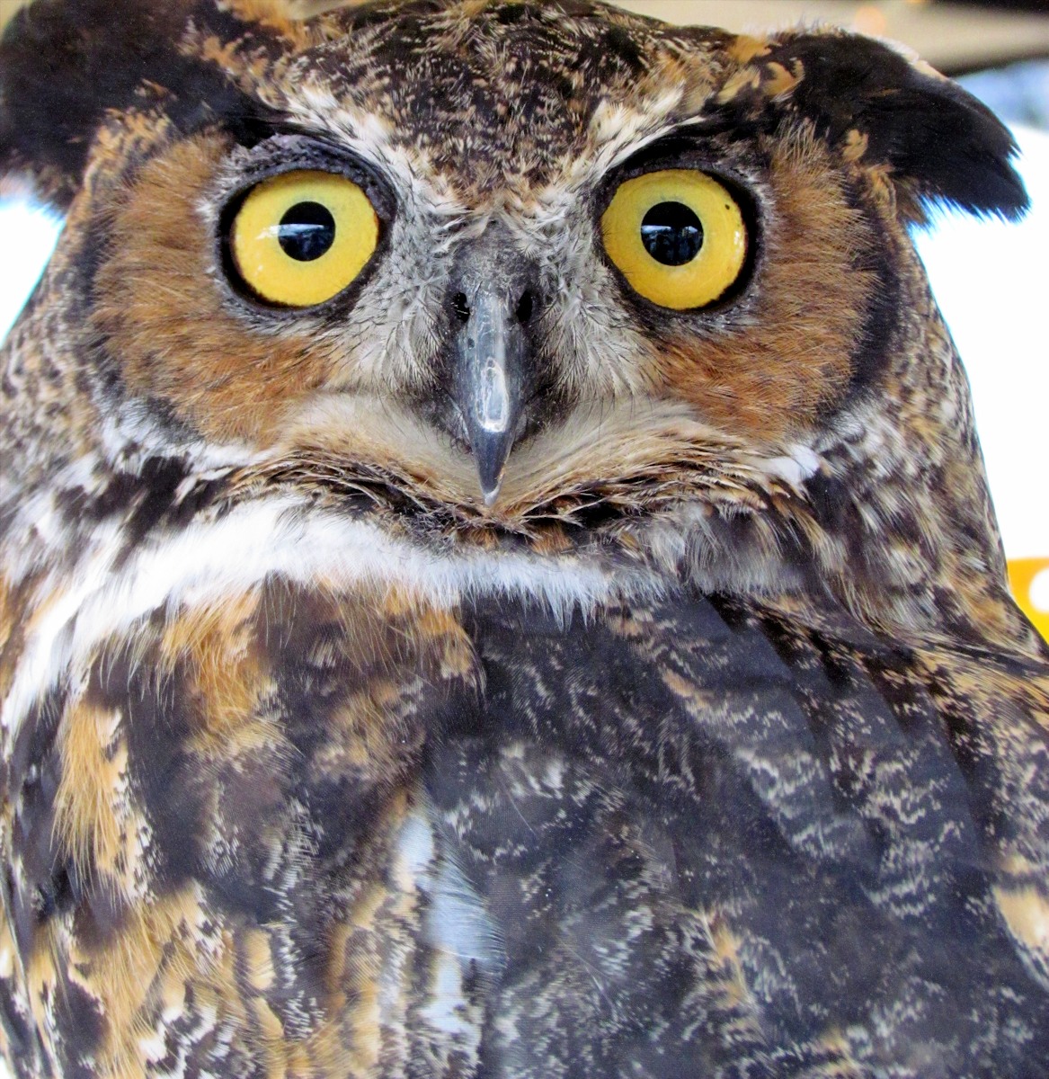 Whooo, Me? #677
