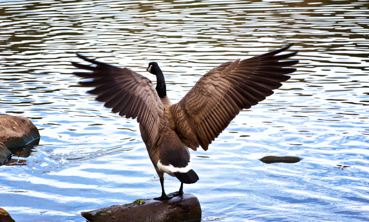 Ready