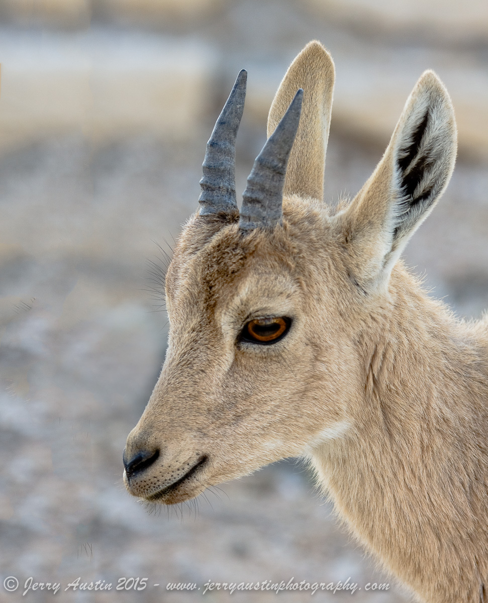 Ibex Eyes