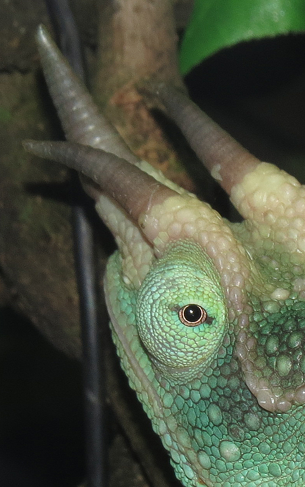 Looking back at you