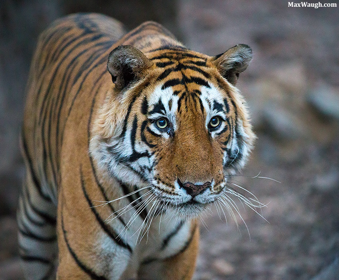 Bengal Tiger