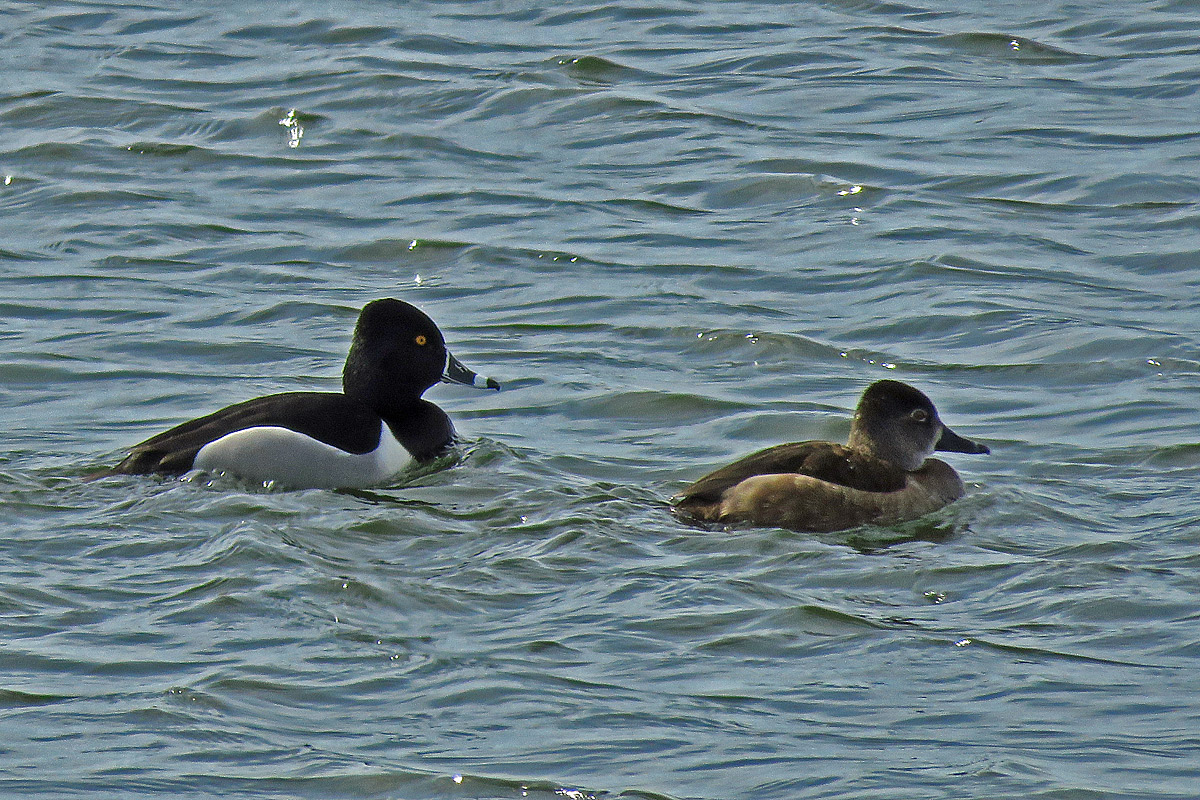 Ringneck pair