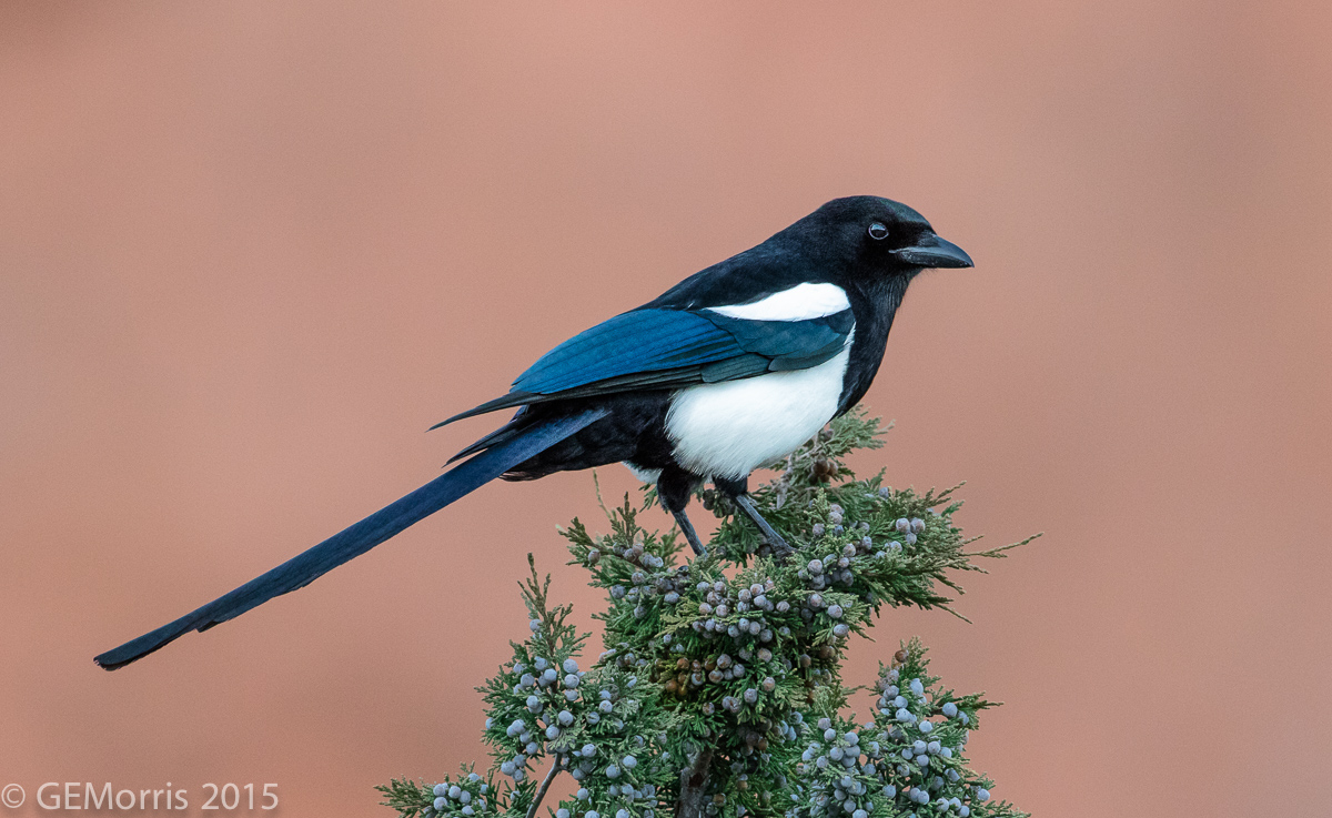 Black-billed Magpie