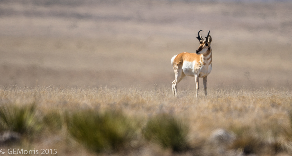 Oklahoma Antelope