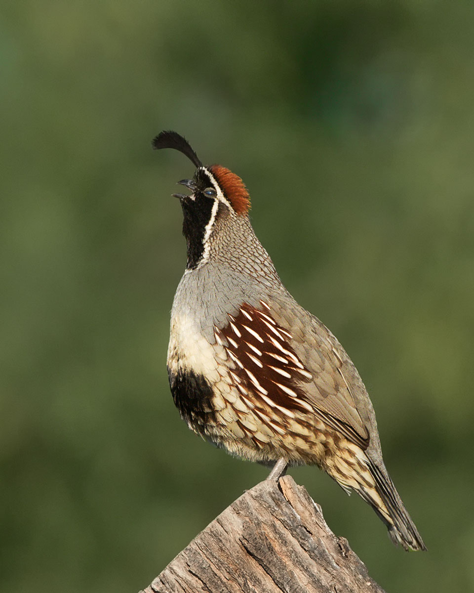 Quail Song