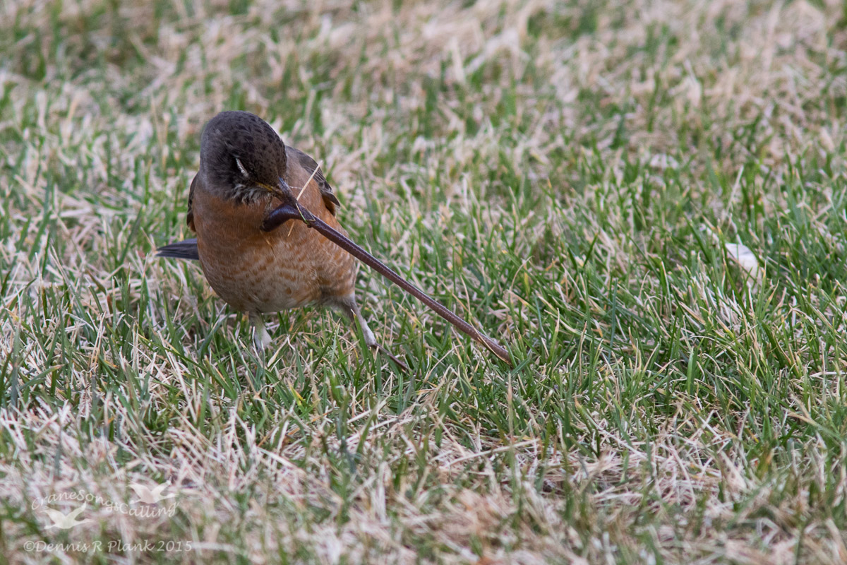 Tug-of-War
