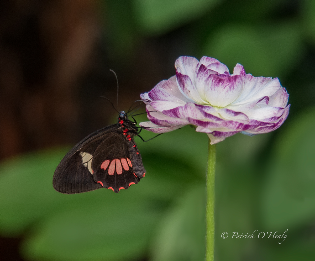 Unknown Butterfly
