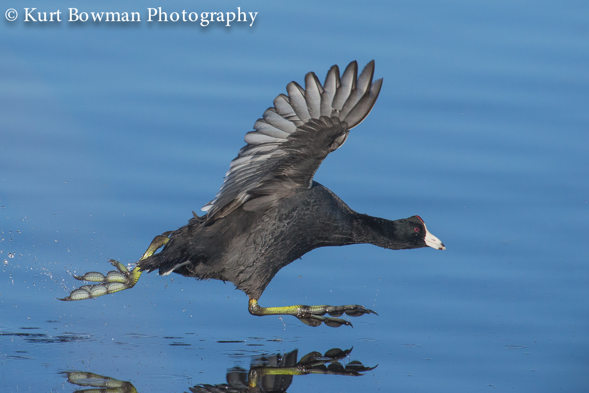 American Coot