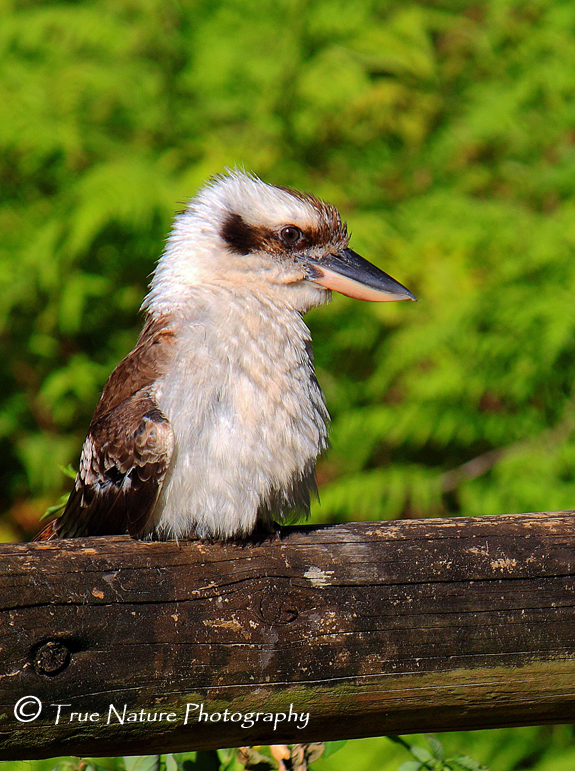 Strady Kookaburra + Re post