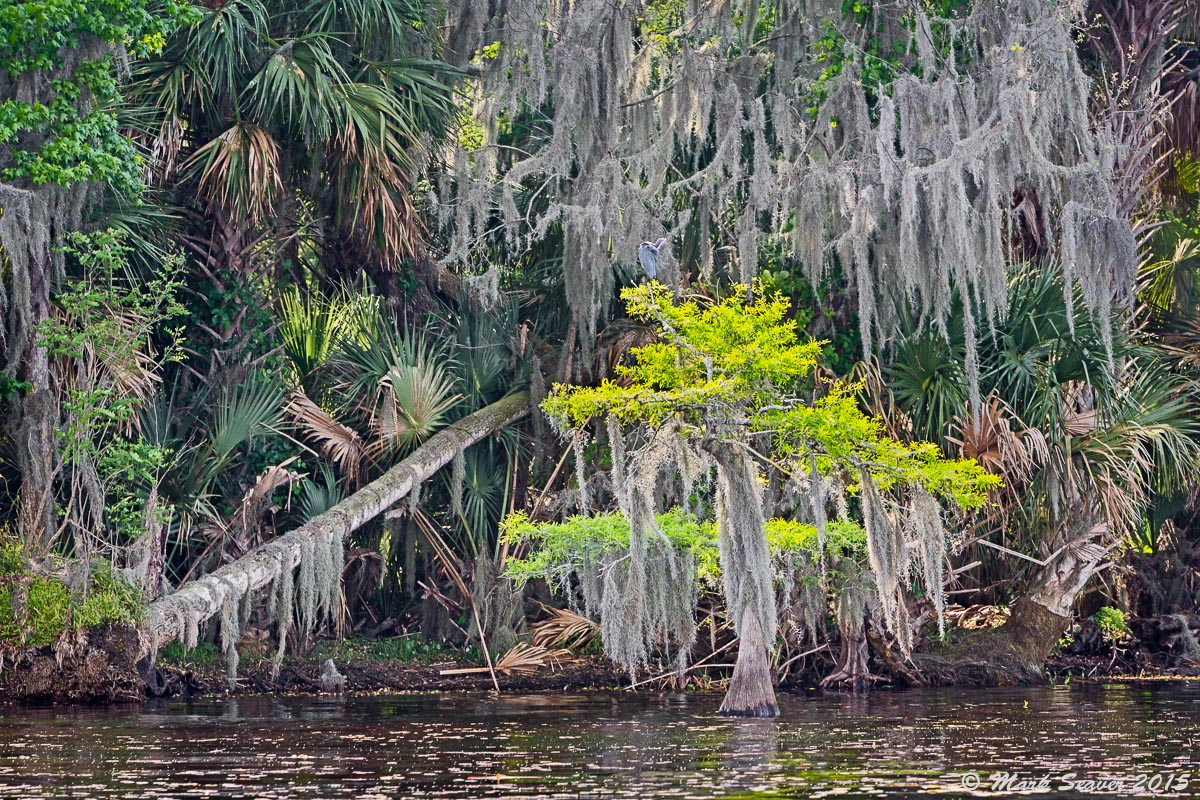 Ocala Forest Edge