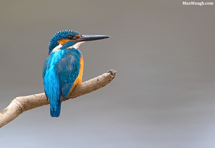 Common Kingfisher