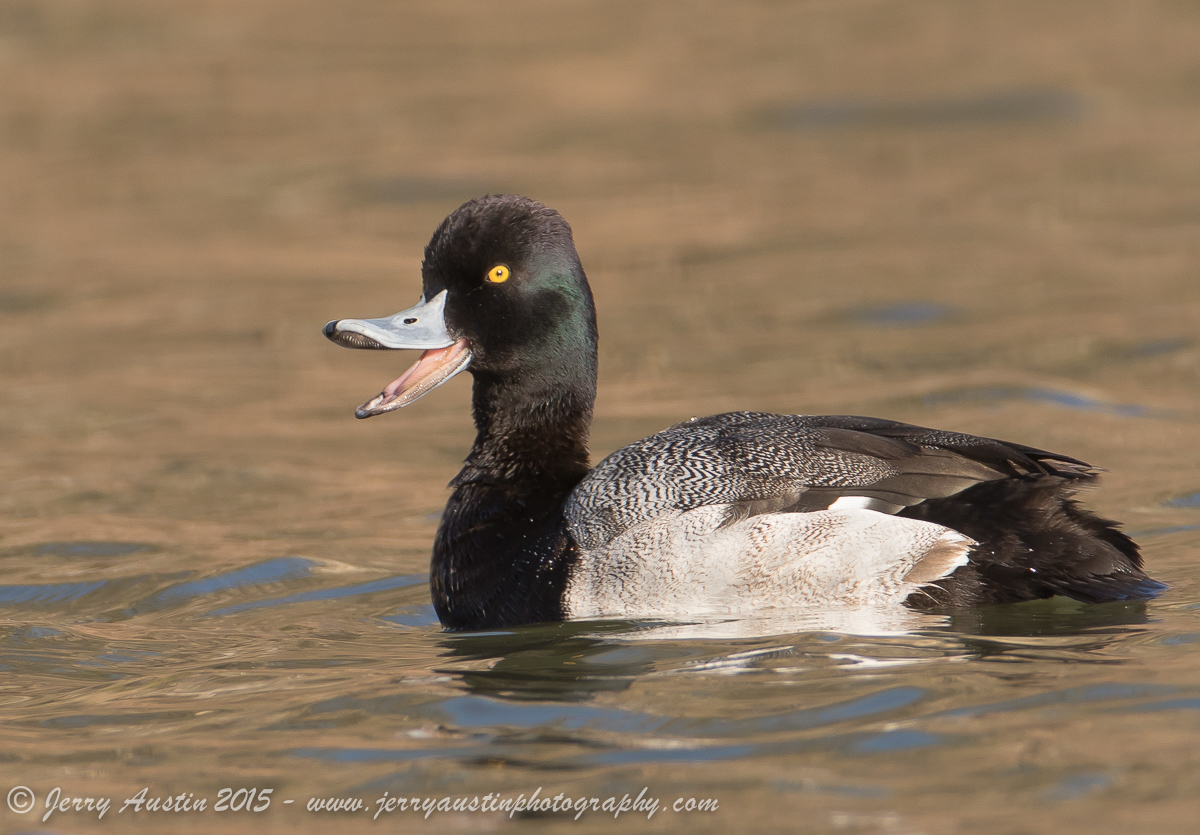 Happy Scaup