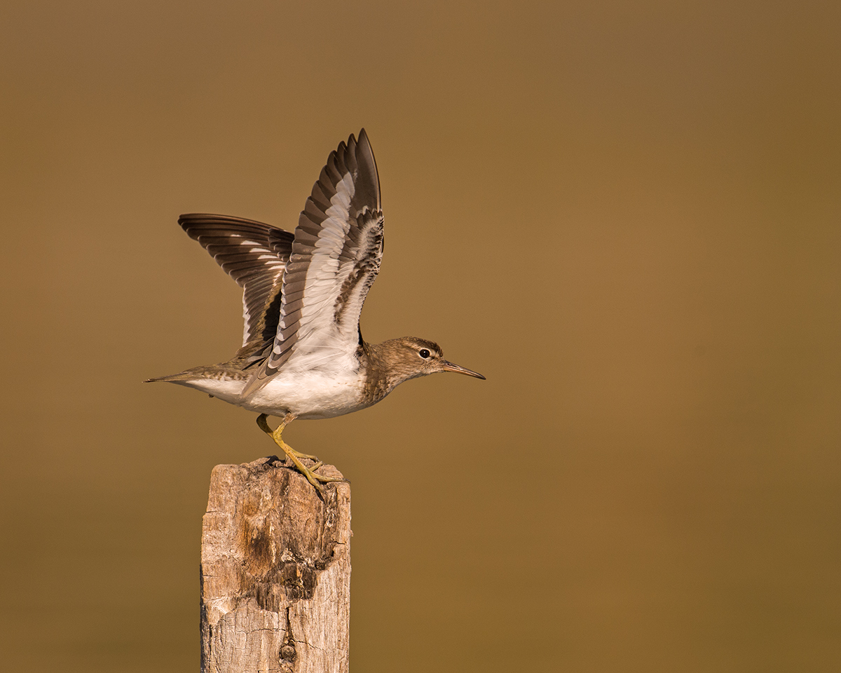 Spotted Sandpiper