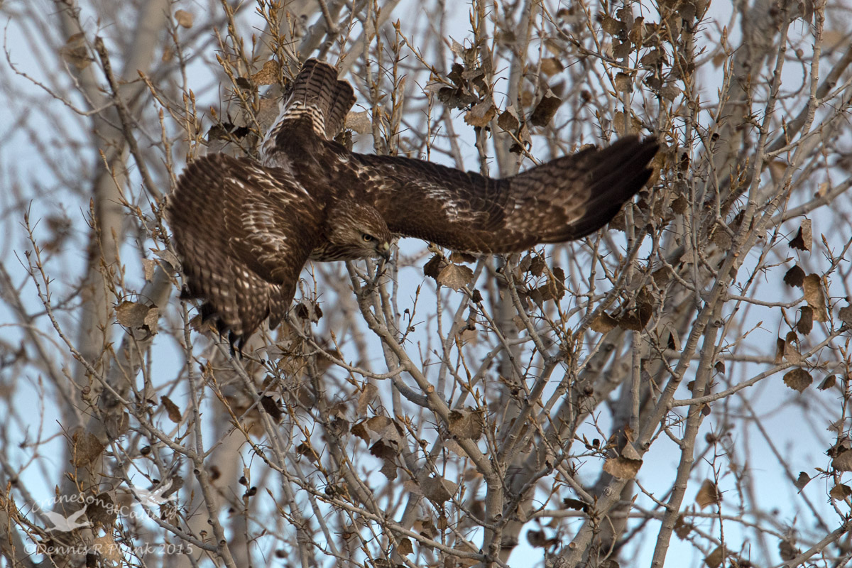 Red-tailed Hawk