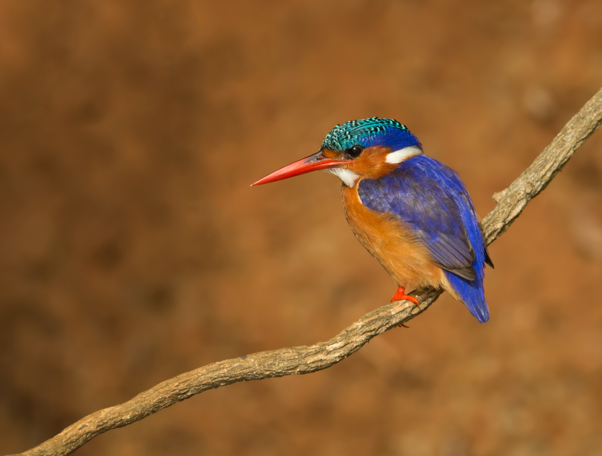 Malachite Kingfisher