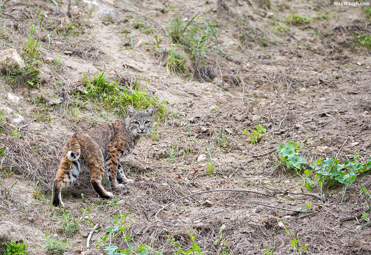 Bobcat