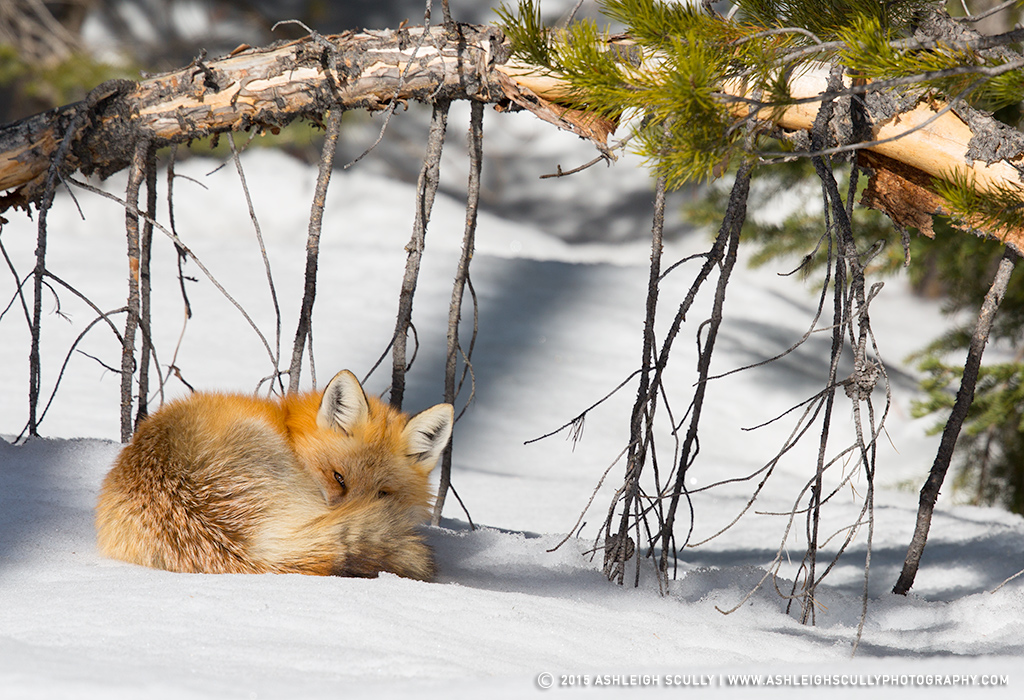 Winter Slumber