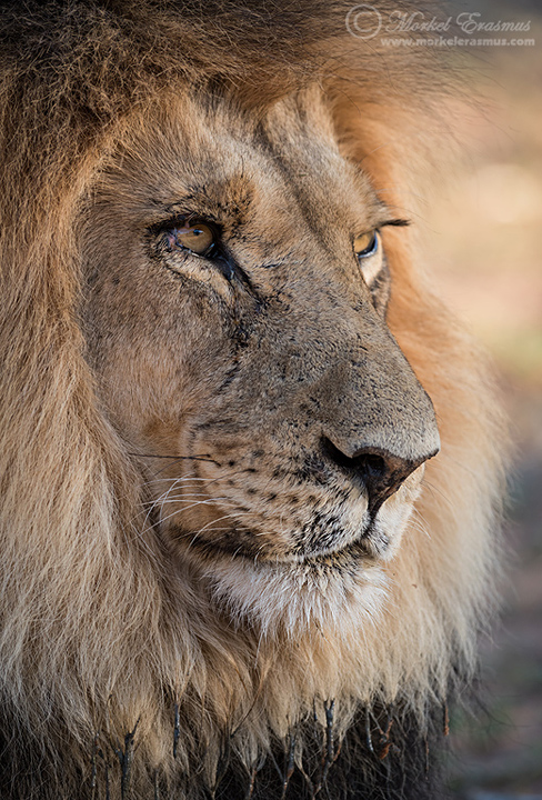 Study of a Kalahari King