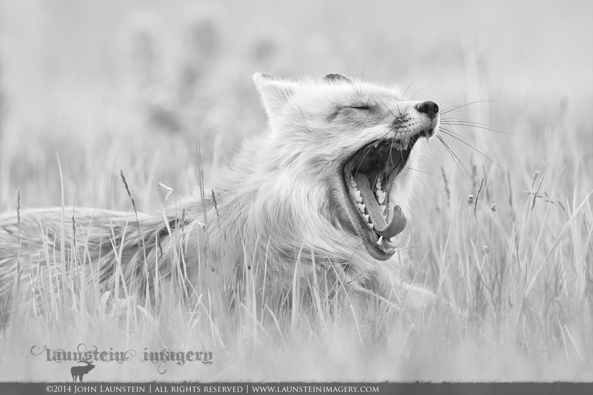 Tired Momma Redux (B&W)