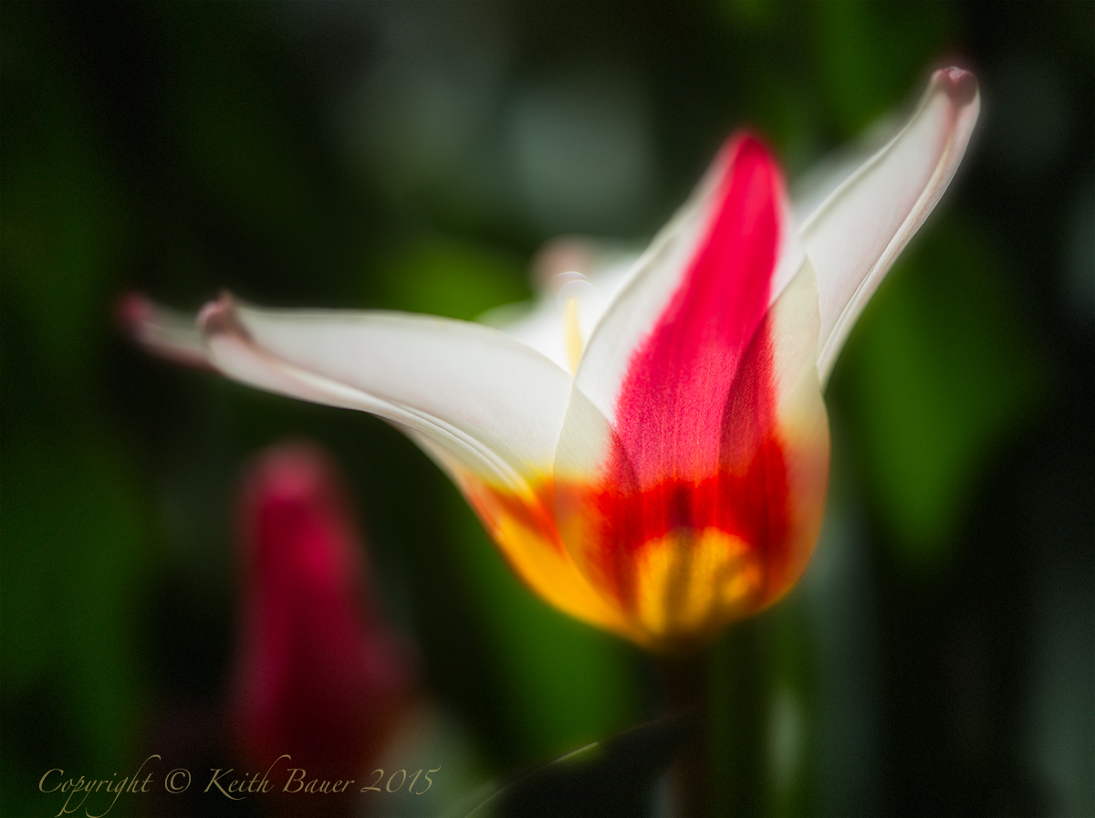Morning Tulip