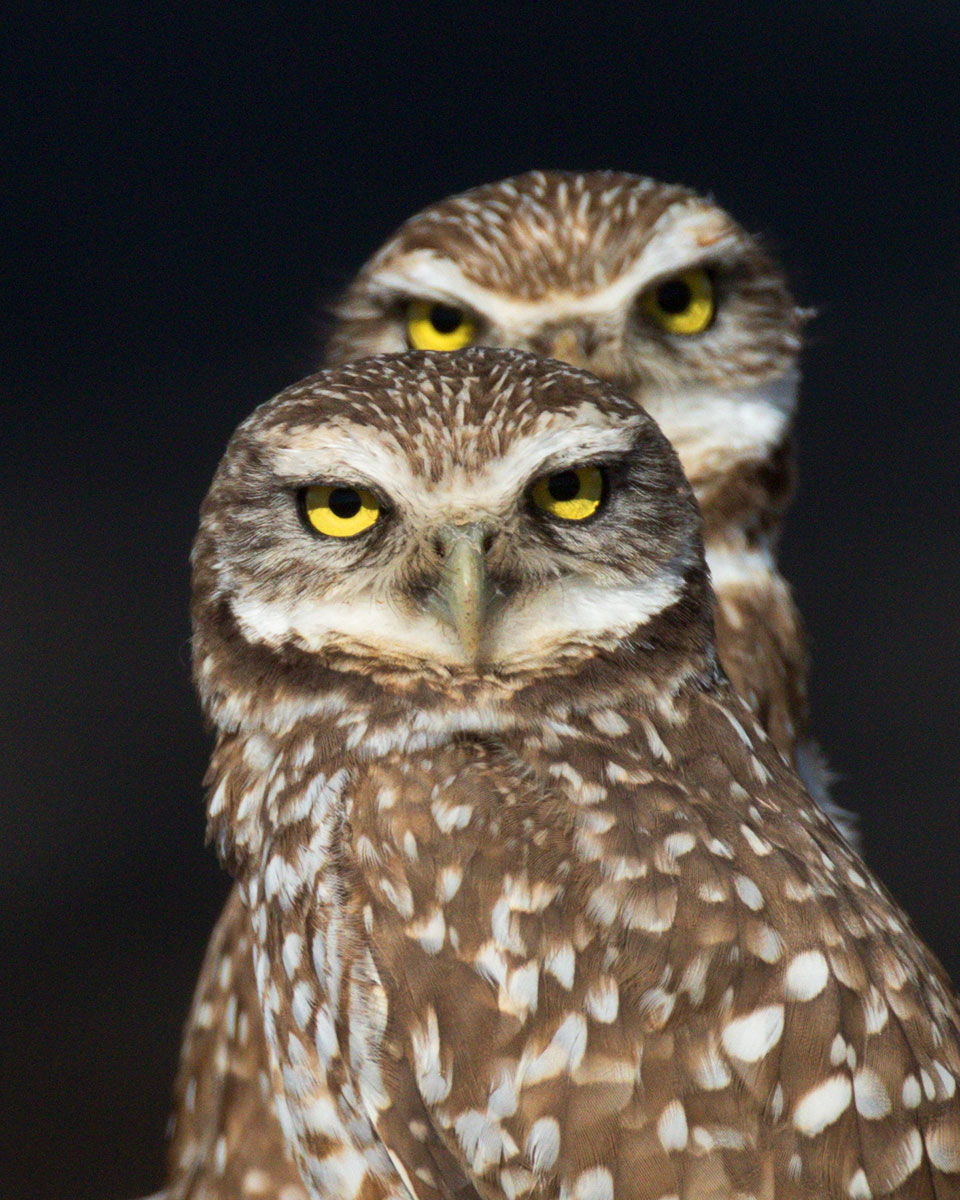 The Eyes Have It