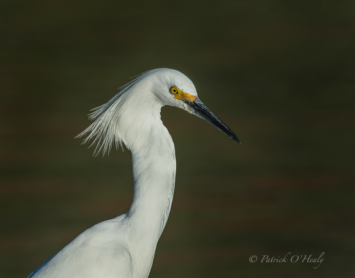 Snowy Egret 