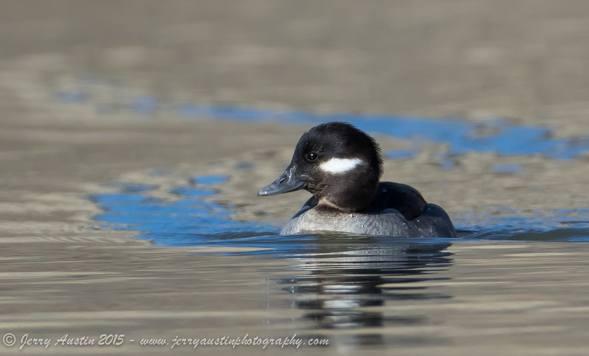 Bufflehead Beauty